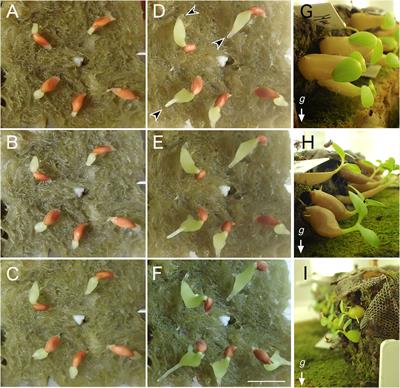 Cavity and entrance pore development in ant plant hypocotyls